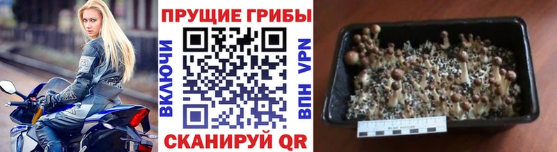 Псилоцибиновые грибы мухоморы  Шахунья 